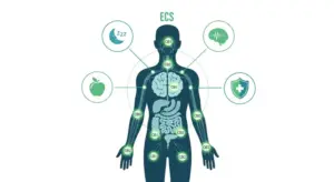 Best CBD Oil for Sale Online: A Buyer’s Guide to Quality & Purity