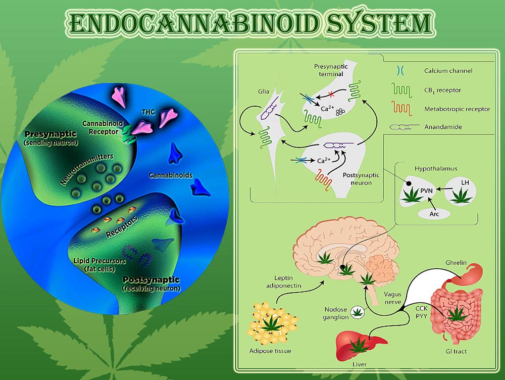 What Is The Endocannabinoid System