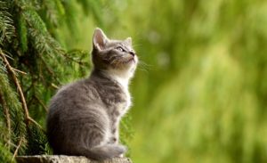 cbd for cats what you need know