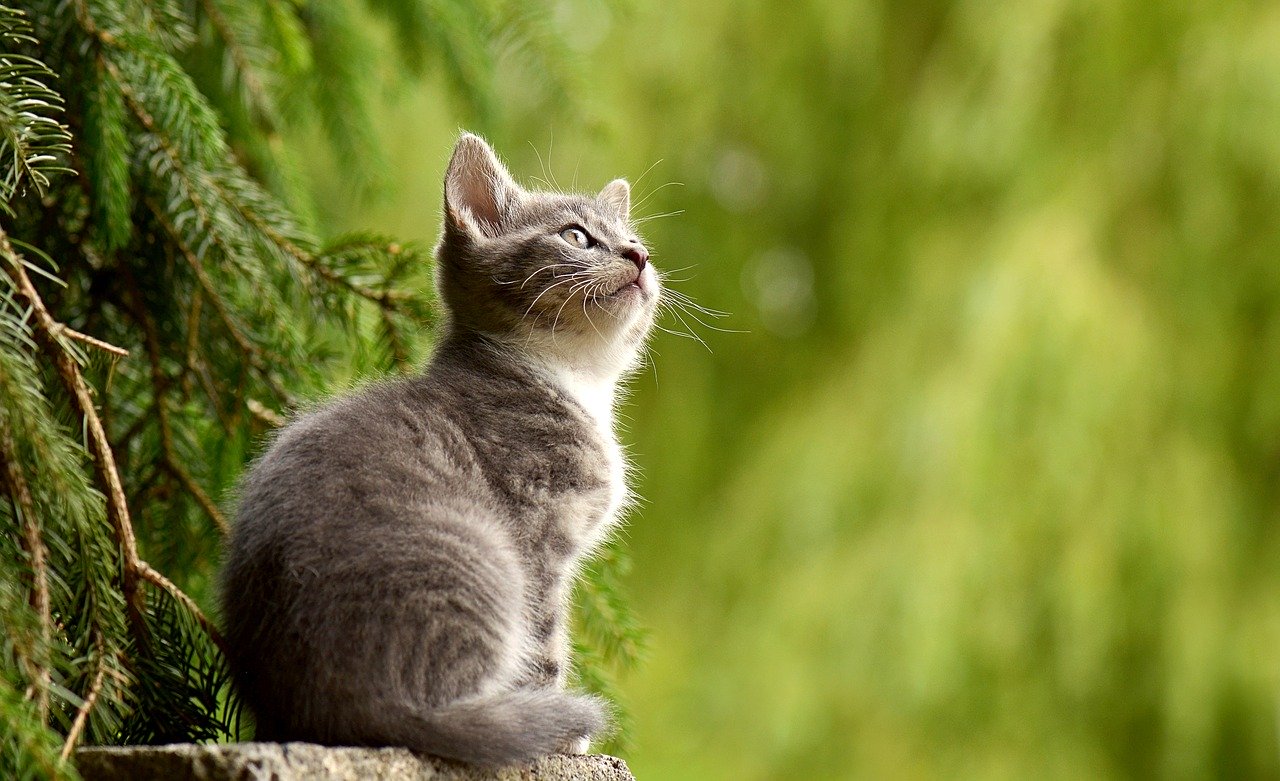 CBD for Cats: 7 Critical Things You Need to Know as a Pet Owner