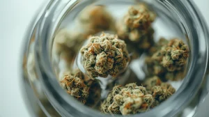 diy-cbd-oil