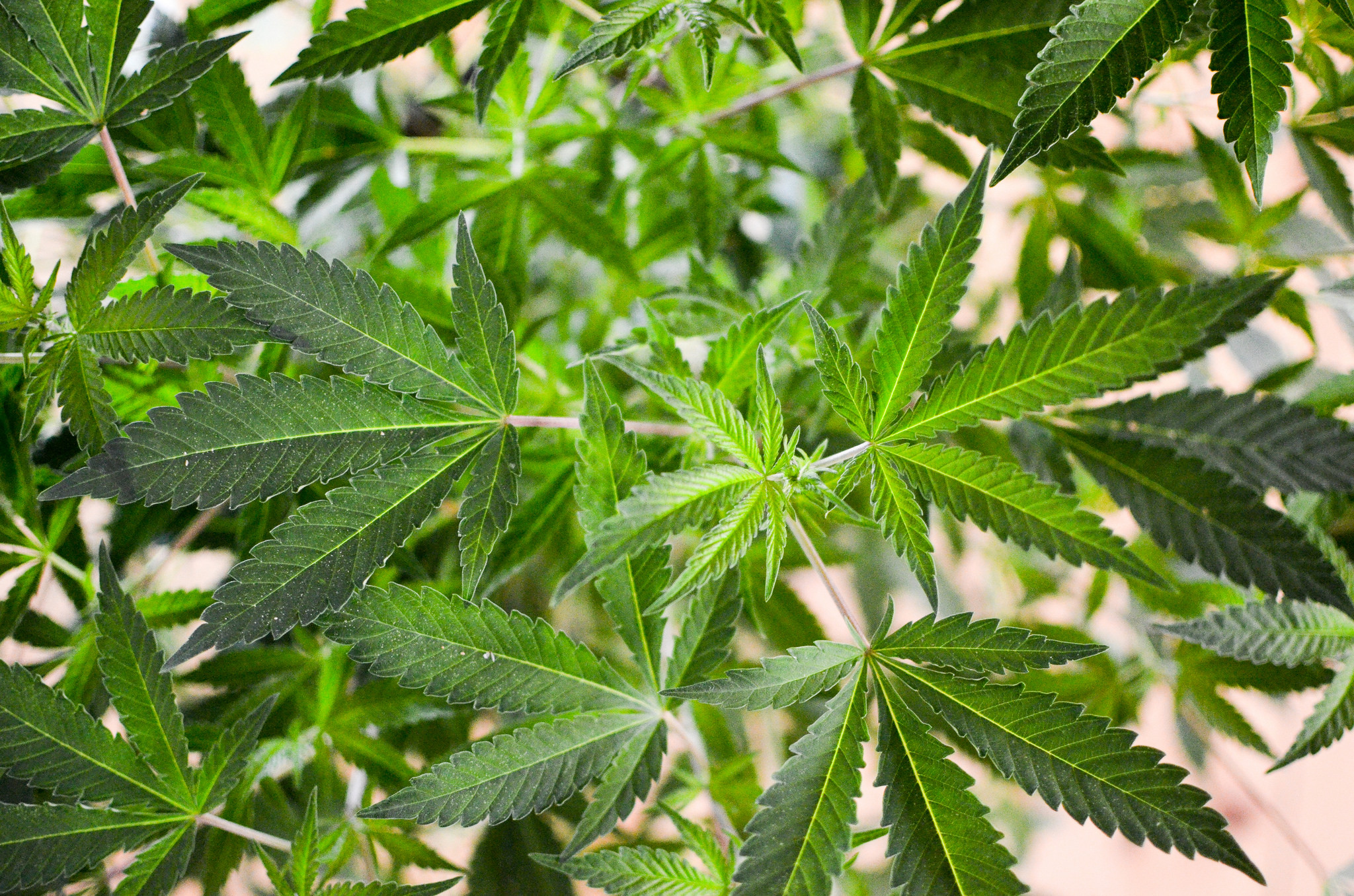 U.S. Government Supports Removing Marijuana From Strictest Global Drug Schedule