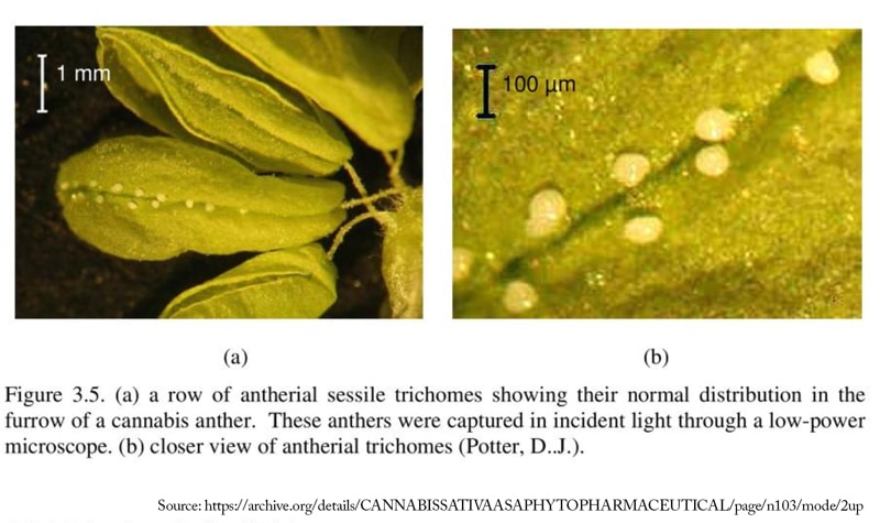 antherial sessile trichomes on cannabis