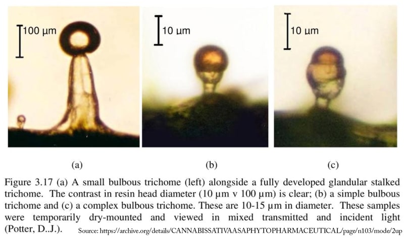 bulbous trichomes on cannabis plant