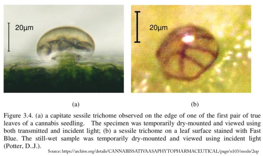 Capitate sessile trichomes on cannabis