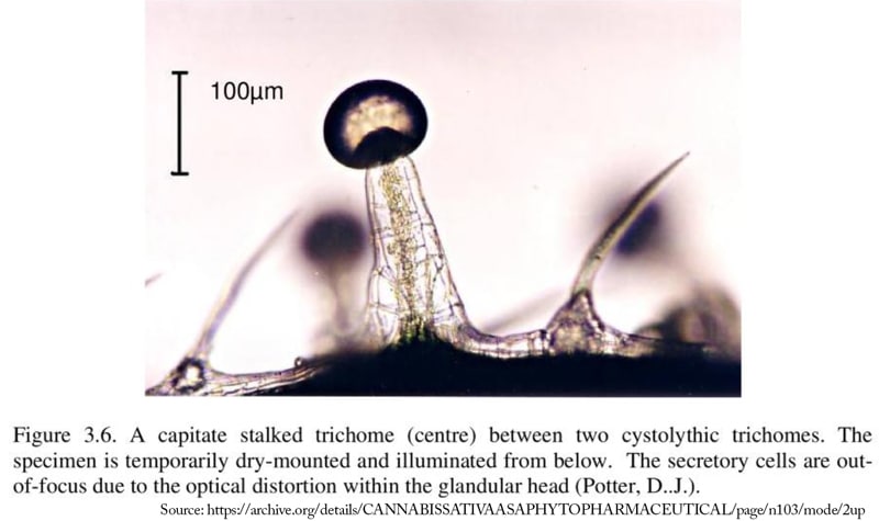 capitate stalked trichomes on cannabis