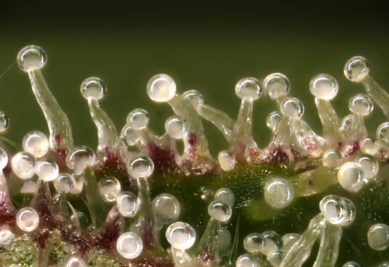 What are Trichomes