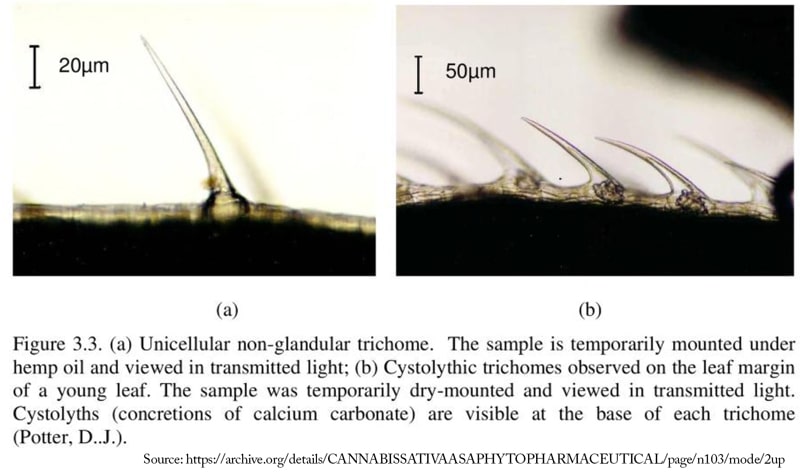 simple unicellular non glandular and cystolythic trichomes on cannabis