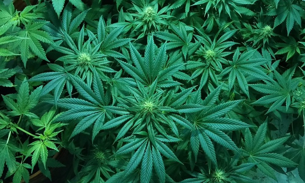 SD cannabis ballot measures filed for 2022