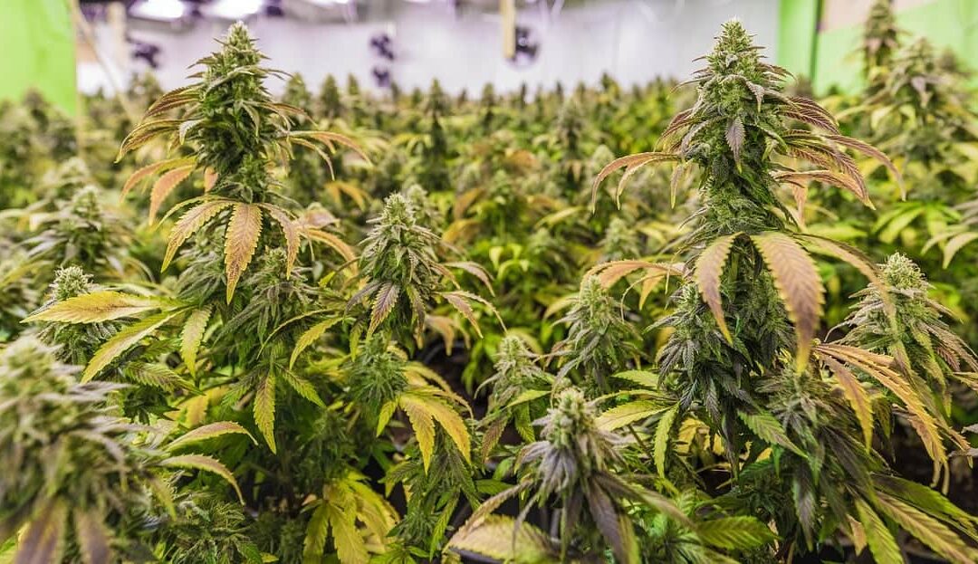 Fulvic Acid For Cannabis – What You Need To Know