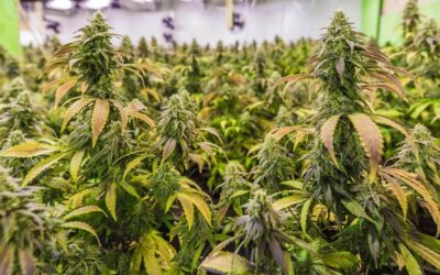 Fulvic Acid For Cannabis – What You Need To Know