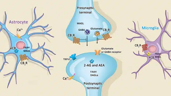 Image (drawing) of Cannabinoid Receptors from: https://www.nature.com/collections/hccdeebaid