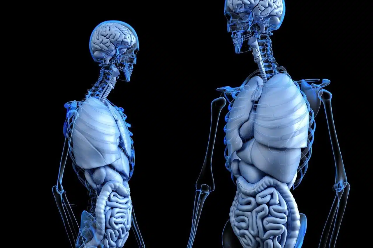 The Digestive System - Overview The Digestive System - Overview