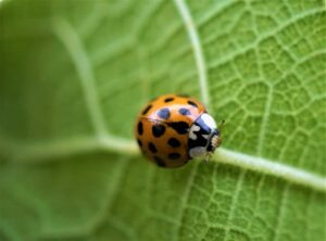 Hemp cultivation and its impact on biodiversity