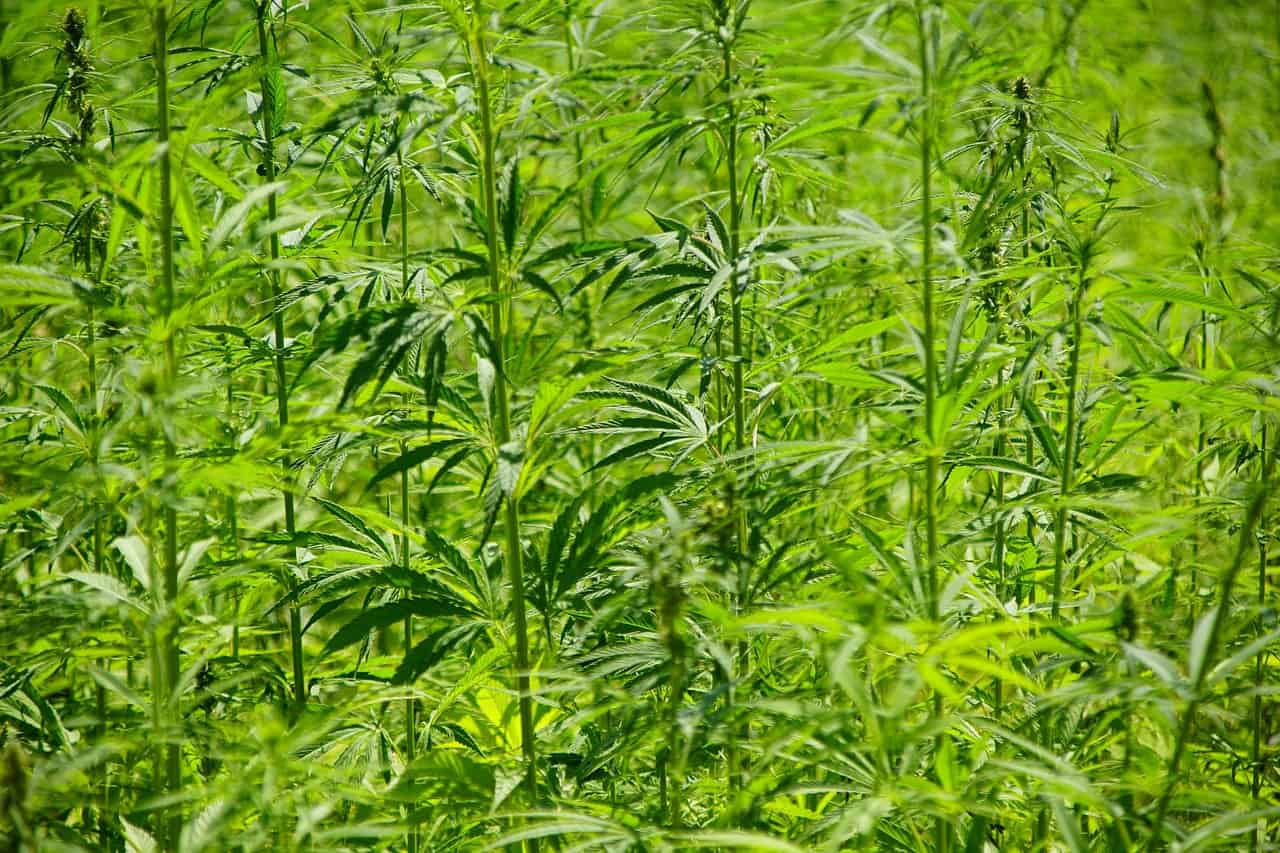 Hemp in construction materials