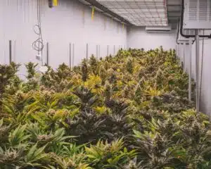 Step-by-step hemp planting guide