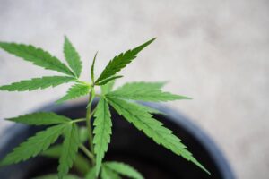 understanding hemp plant genetics