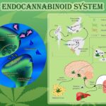 Endocannabinoid-System