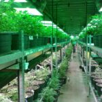 The Influence of Growing and Cultivation Practices on THCa Levels
