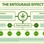THCa and the Entourage Effect