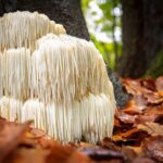 what is lions mane mushroom?