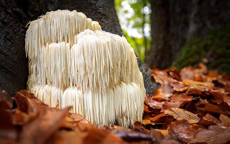 what is lions mane mushroom?