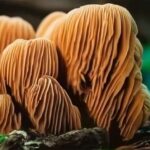 stunning image of a rare lion's mane mushroom in its natural habitat-opt