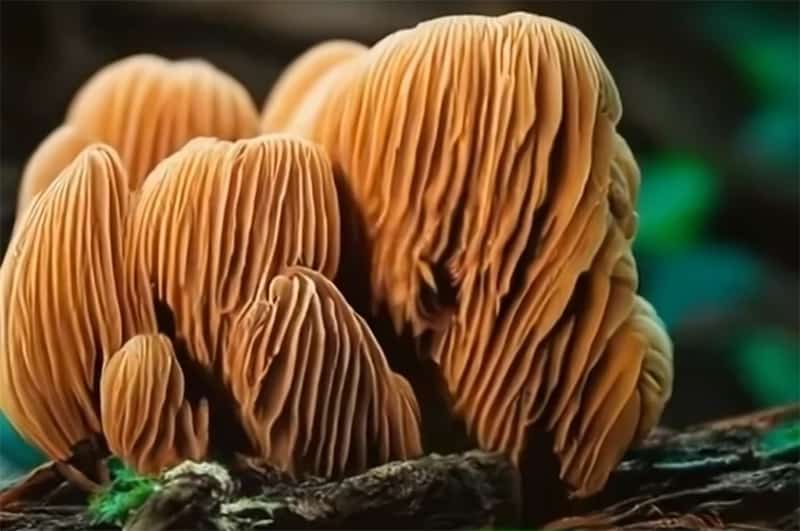 stunning image of a rare lion's mane mushroom in its natural habitat-opt