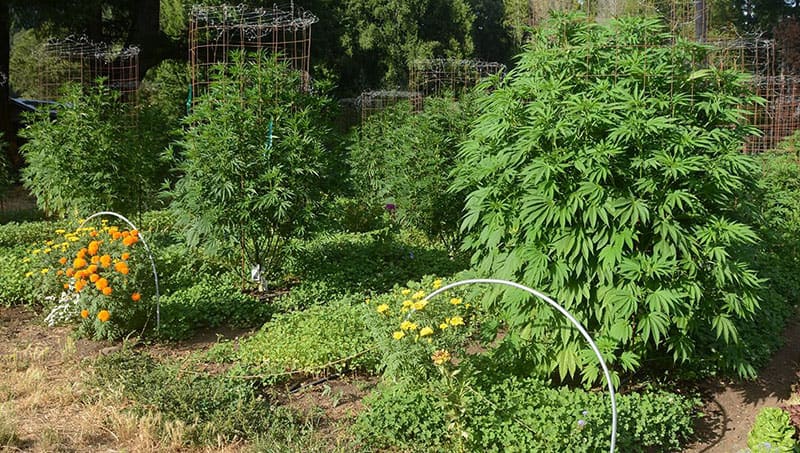 hemp companion planting-opt