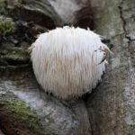 lions-mane-beta-glucans
