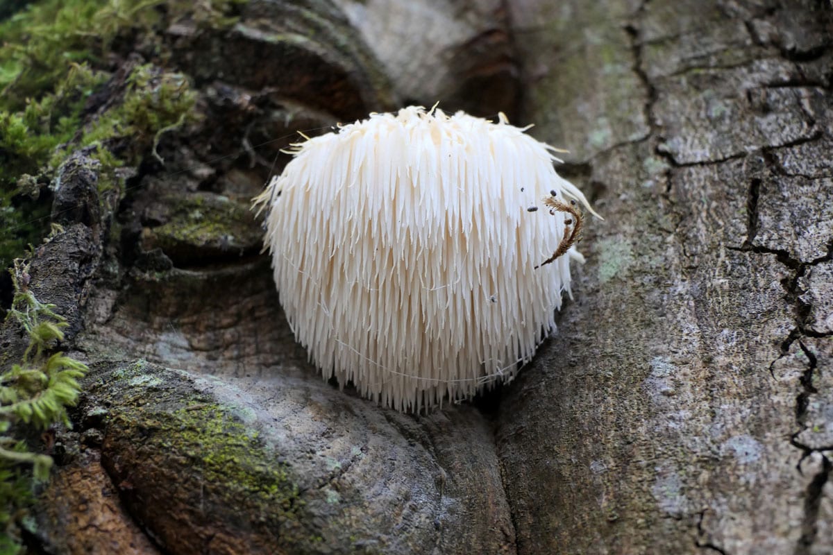 lions-mane-beta-glucans