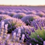 Discover the Natural Wonders of Lavender: Enhance Your Wellness with Nature’s Soothing Touch