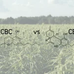 CBC vs CBD: Key Differences, Benefits, and Your Guide to Choosing the Right Cannabinoid