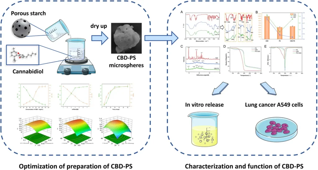 the graphical abstract of the preparation and function of CBD-PS, or cannabidiol porous starch.