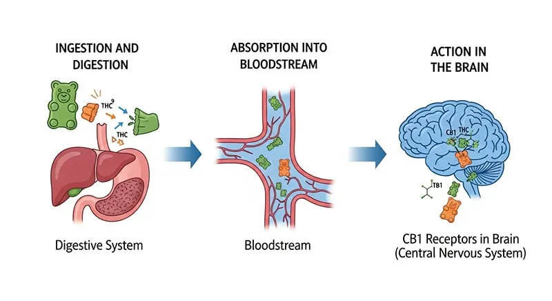 Biological diagram showing the three-step process of Delta-9 THC metabolism: digestion in the stomach, absorption into the bloodstream, and binding to CB1 receptors in the brain.