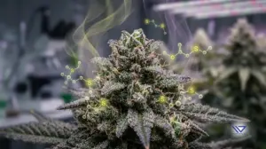 Volatile Sulfur Compounds in Cannabis: The Science Behind the Dank Aroma