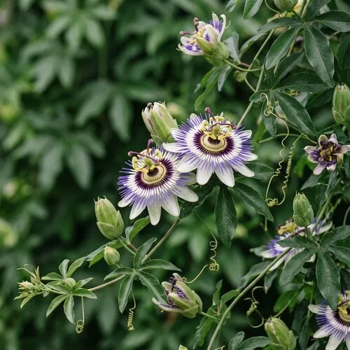 Passionflower Extract